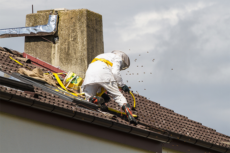 Bee Pest Control in Barnsley South Yorkshire