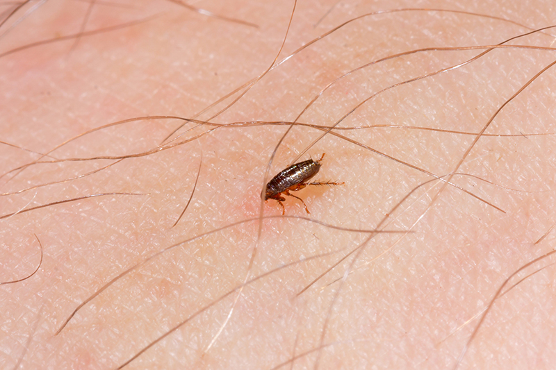 Flea Pest Control in Barnsley South Yorkshire